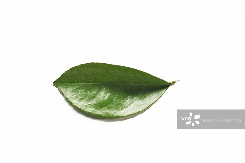 白色背景上的新鲜柠檬叶图片素材