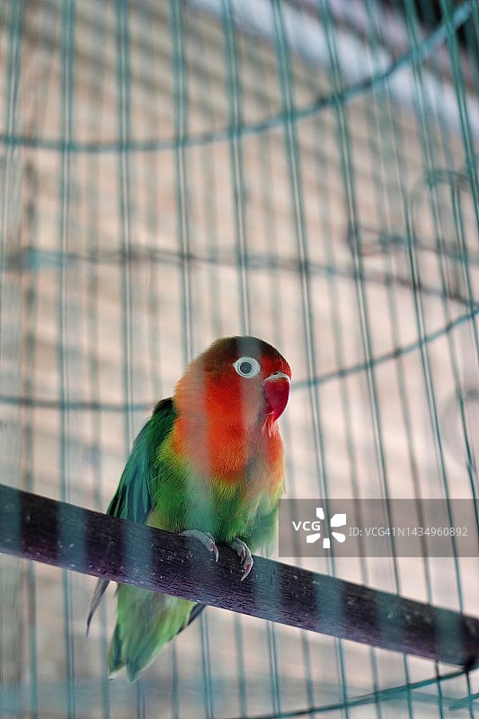 笼子里的短嘴海雀图片素材