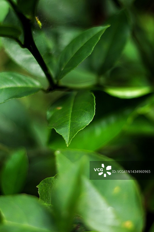 茂盛的柠檬叶图片素材