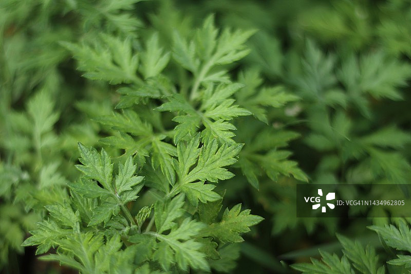 绿叶（艾蒿）图片素材