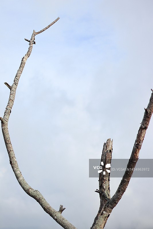 天空背景下的干燥树干图片素材