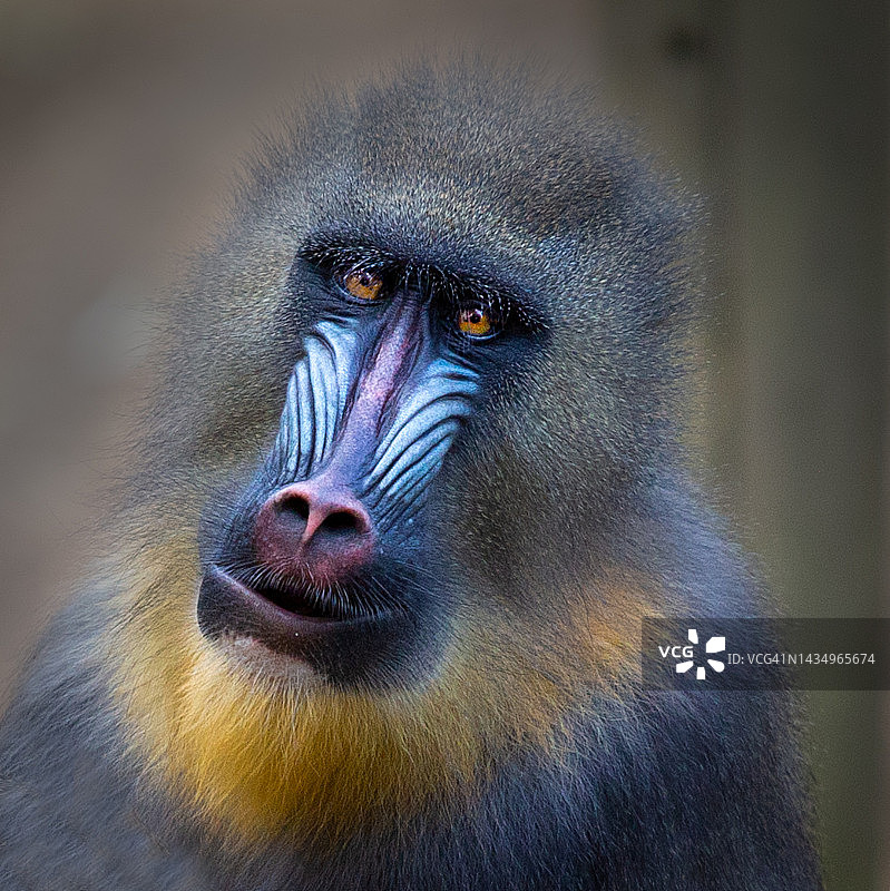 山魈肖像图片素材