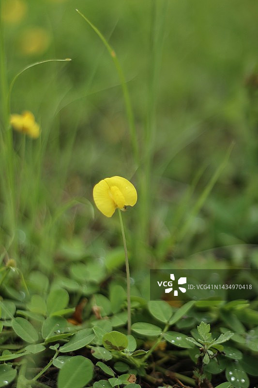 美丽的花生豆花坛图片素材