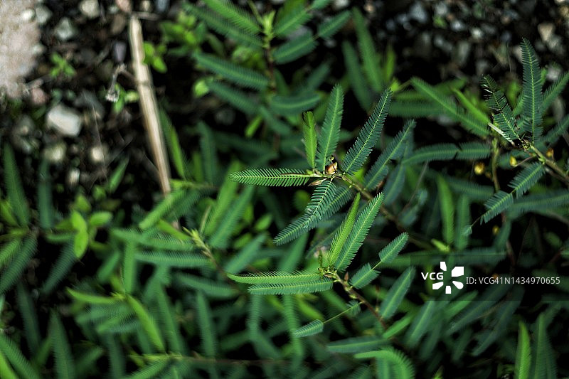绿叶背景图片素材