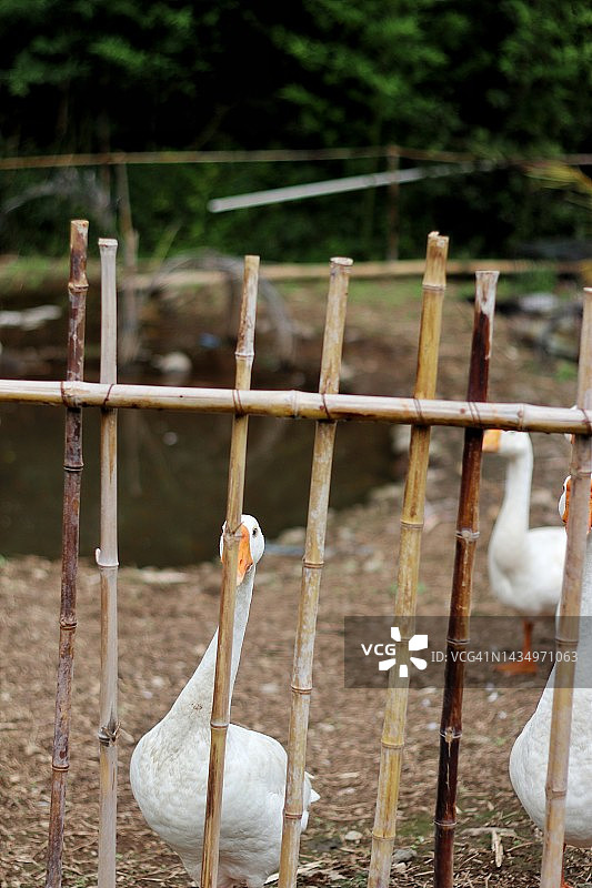 竹笼里的天鹅图片素材