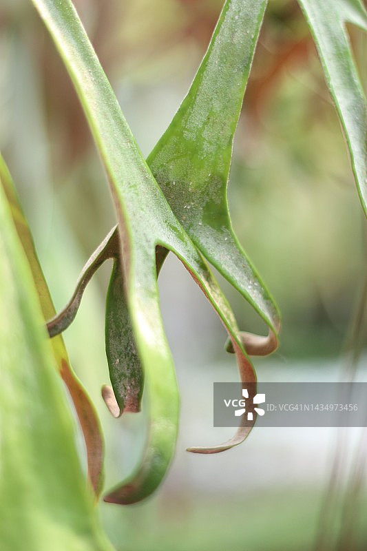 鹿角蕨植物图片素材