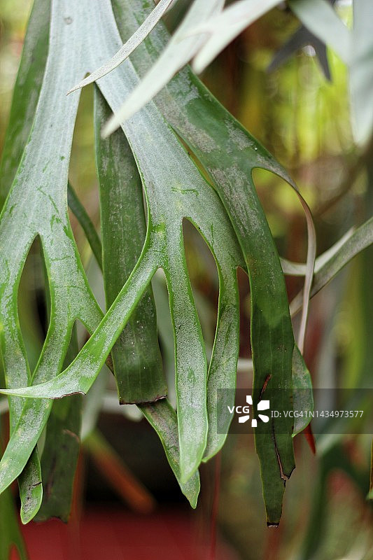 鹿角蕨植物图片素材