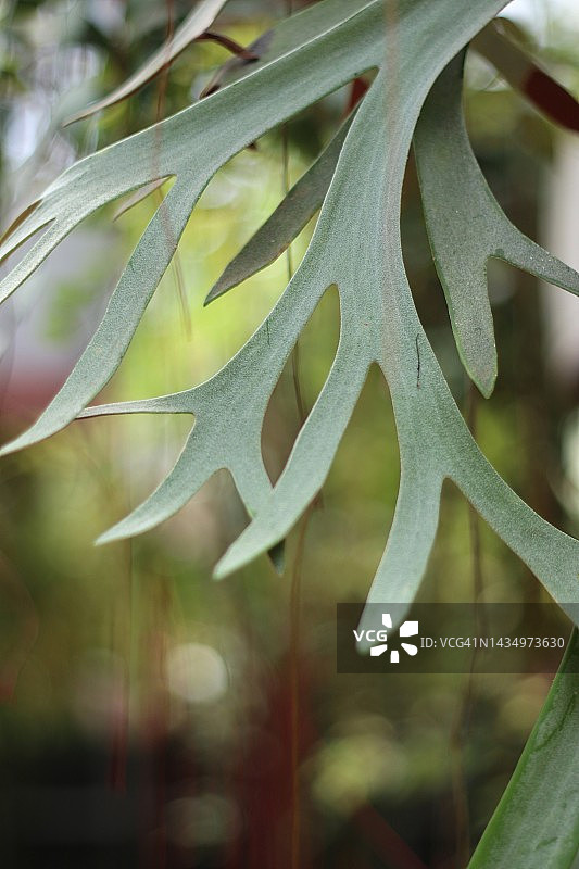 鹿角蕨植物图片素材