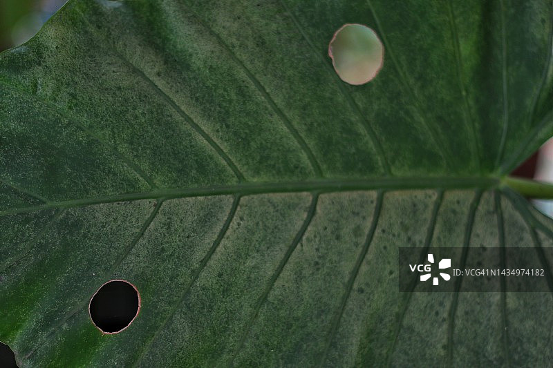 芋头叶图片素材