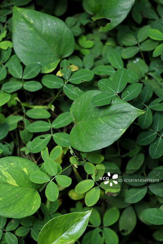 长生果叶图片素材