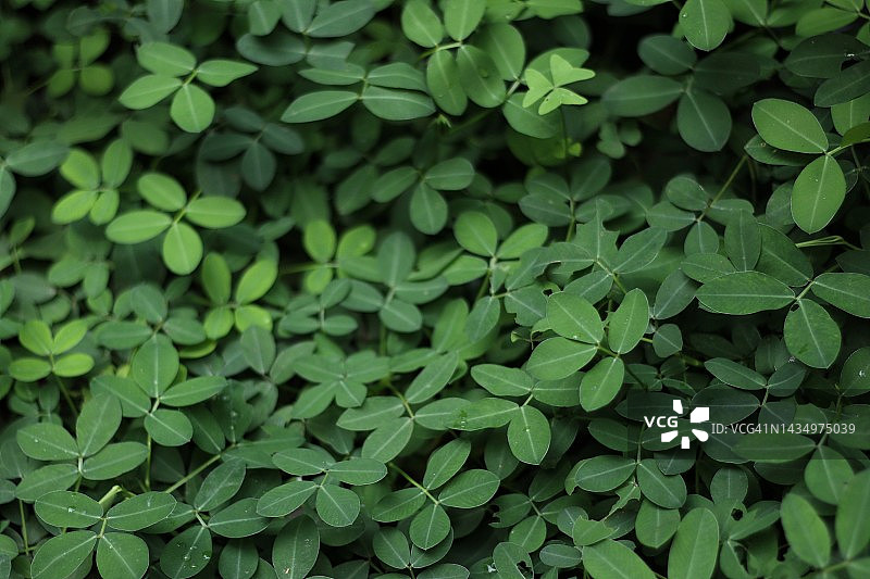 长生果叶图片素材