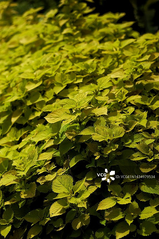 黄色彩叶草植物全画幅照片图片素材