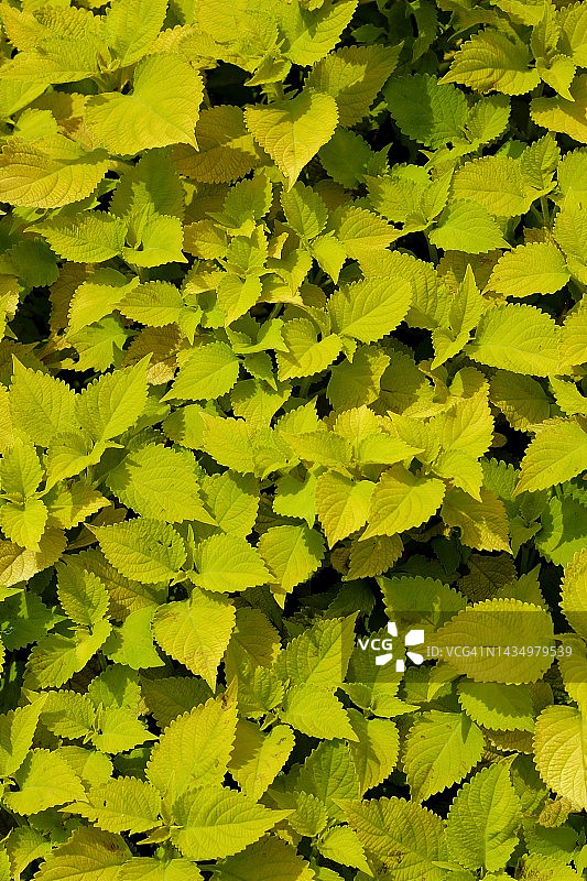 黄色彩叶草植物全画幅照片图片素材