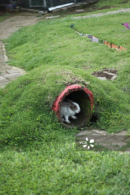 公园里的兔子图片素材