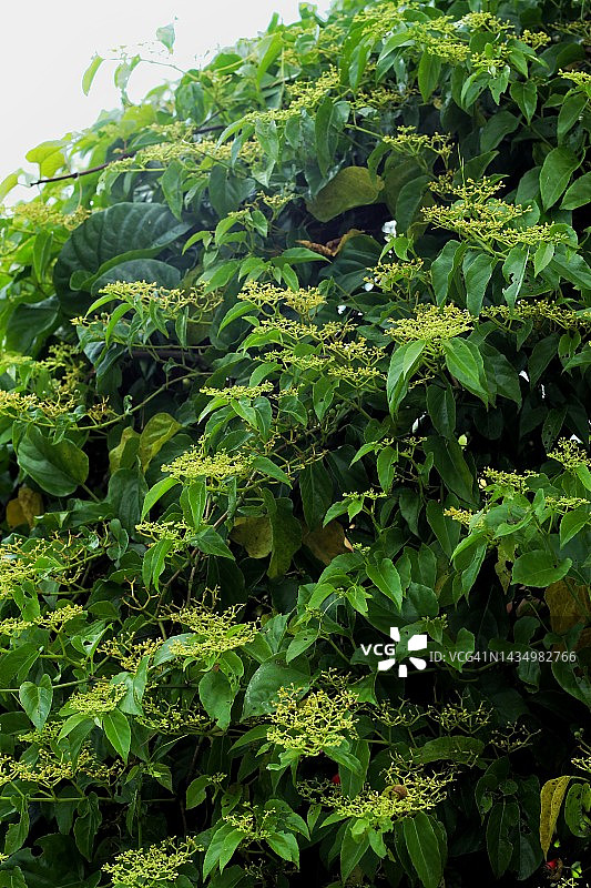 虎杖植物图片素材
