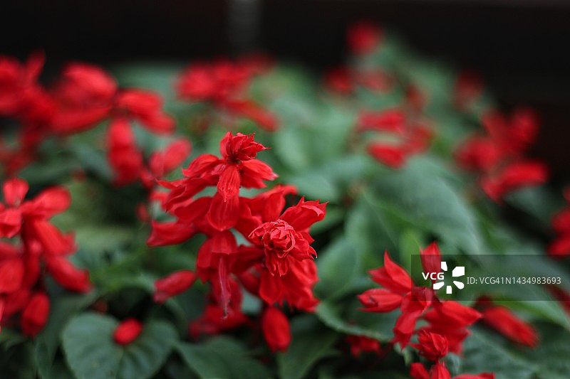 鼠尾草（耀斑）花图片素材