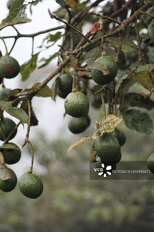 树上成熟的鳄梨图片素材