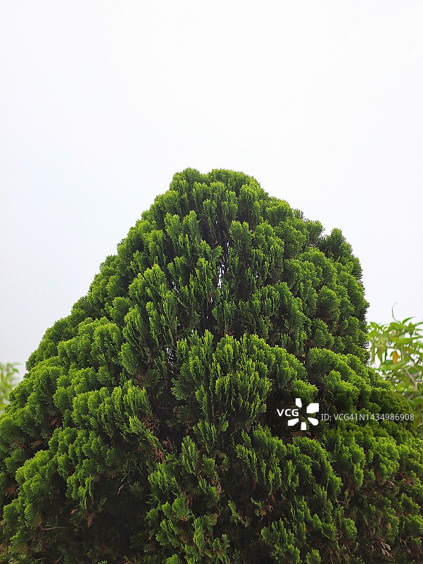 冷杉叶（木麻黄科）图片素材