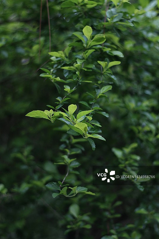 具有模糊背景的绿叶图片素材
