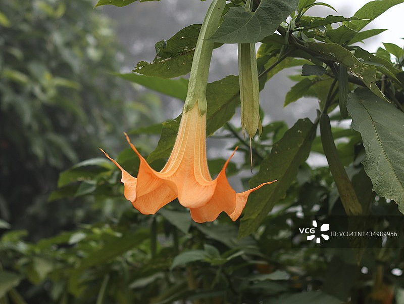 天使的号筒花图片素材