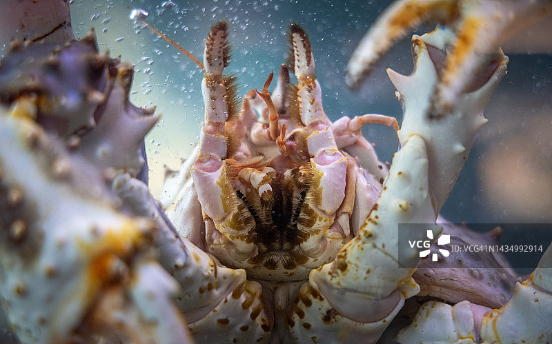 近距离拍摄的龙虾图片素材