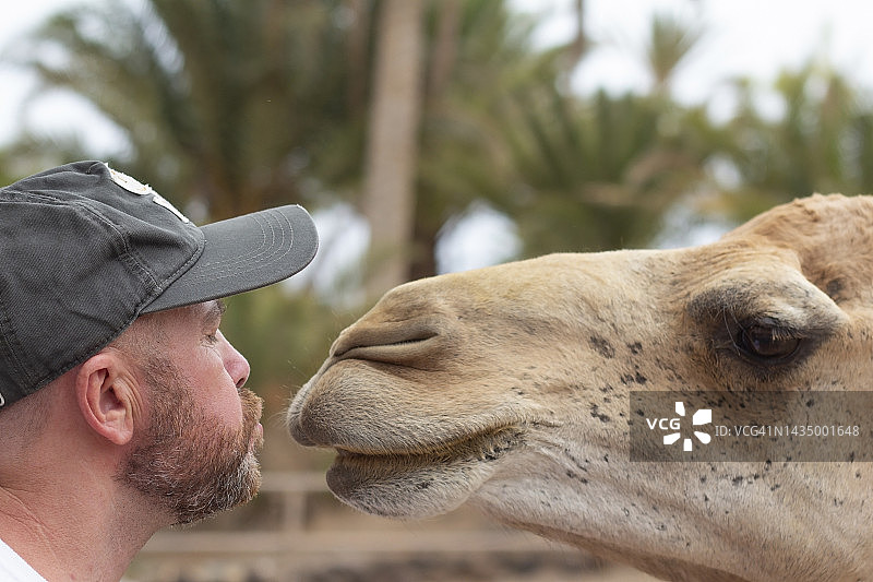 男人和骆驼亲吻图片素材