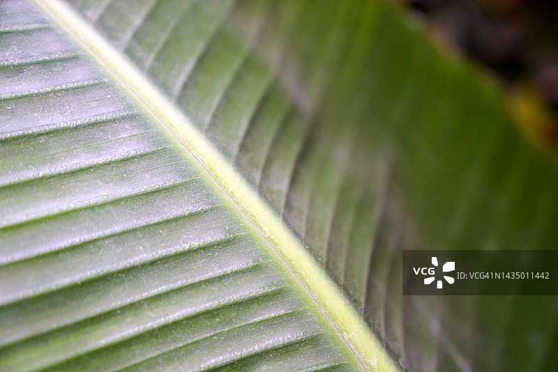 热带树叶特写图片素材