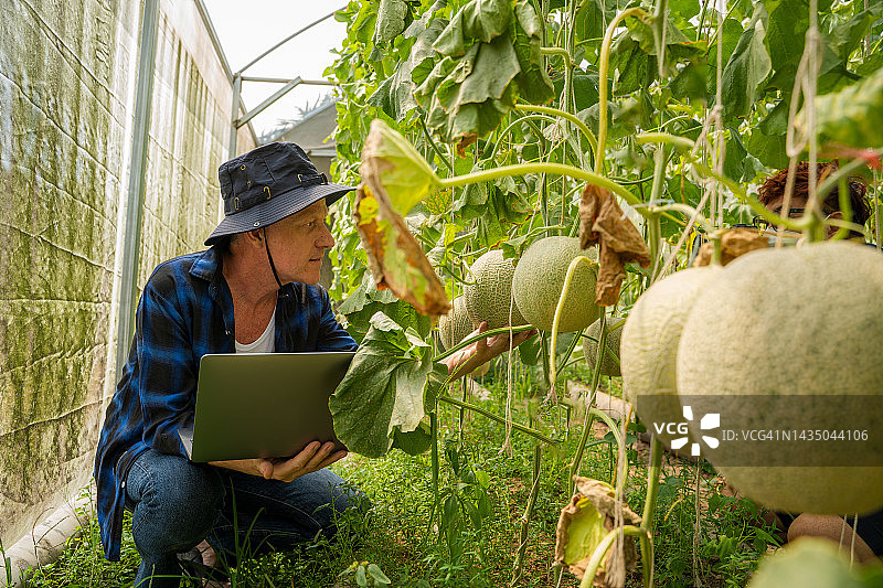 农民通过平板电脑检查优质甜瓜植物图片素材