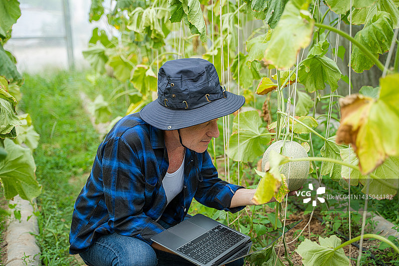 智慧农民在瓜田监测甜瓜的生长情况图片素材