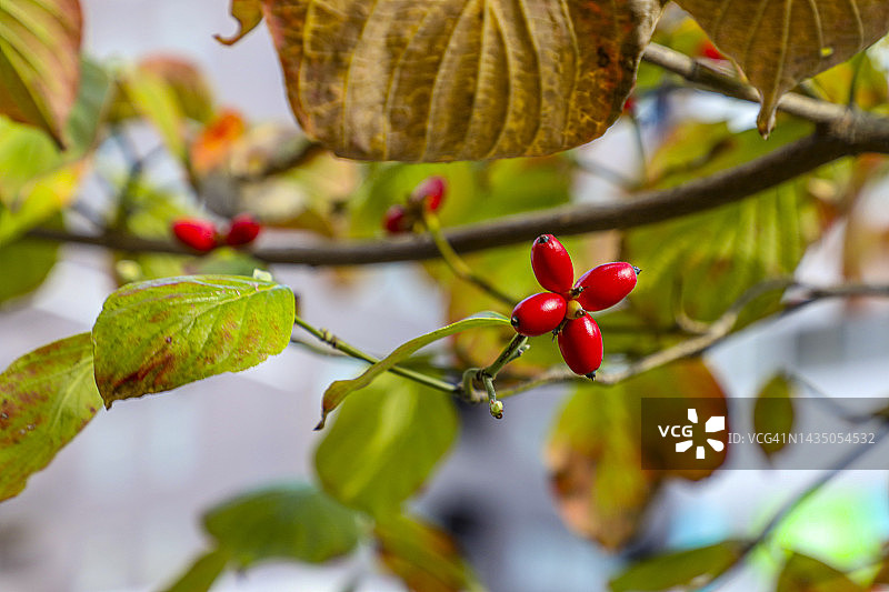 秋季开花的北美山茱萸图片素材