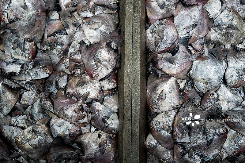 蔬菜市场里的鱼摊图片素材