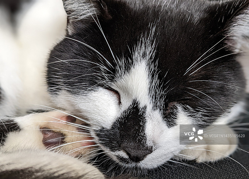 睡觉的猫图片素材