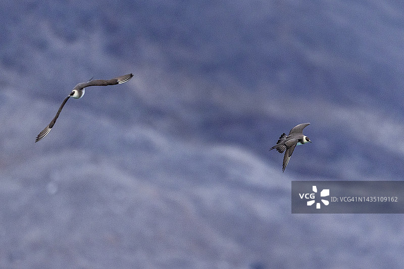 飞行中的北极贼鸥，斯匹次卑尔根岛，斯瓦尔巴群岛，挪威图片素材