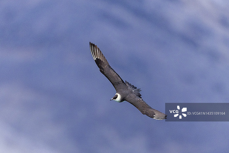 飞行中的贼鸥，挪威斯瓦尔巴群岛，国王峡湾图片素材