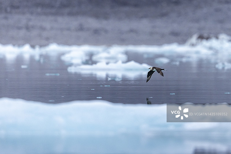 飞行中的贼鸥，挪威斯瓦尔巴群岛，国王峡湾图片素材