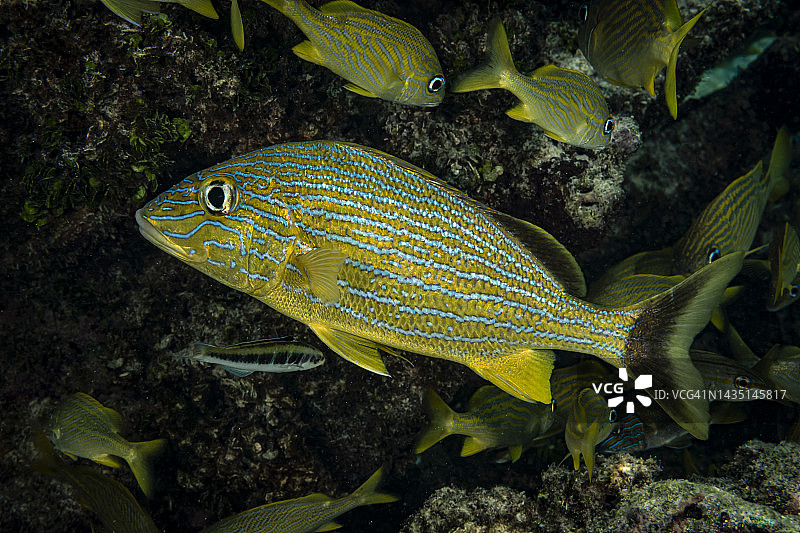 蓝纹石鲈图片素材