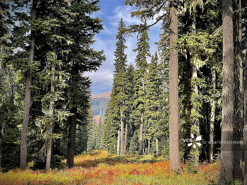 俄勒冈州胡德山亚高山草甸的秋色图片素材