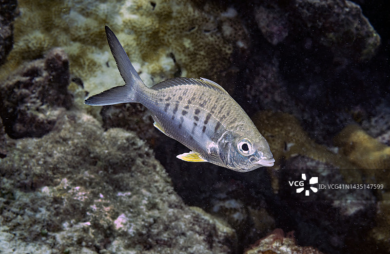 黄鳍莫哈拉鱼图片素材