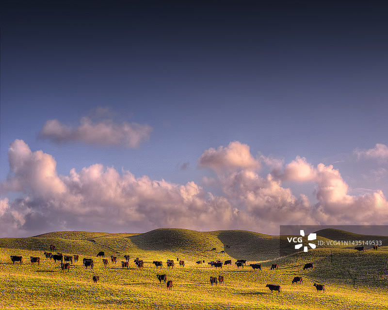 澳大利亚塔斯马尼亚金岛巴斯海峡的乡村田园风光图片素材