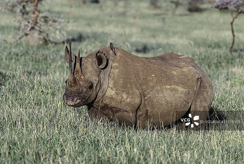 肯尼亚黑犀牛头部特写图片素材