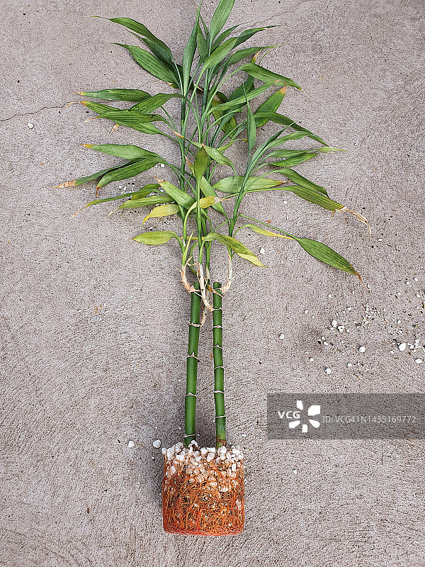 沙 सेना德拉卡伊或幸运竹特写图片素材