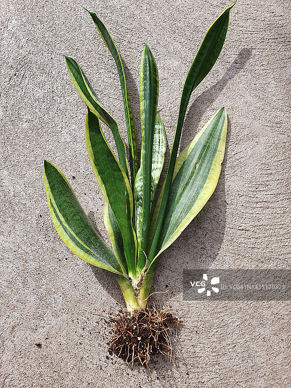 Dracaena trifasciata or known as    Golden Birds Nest,  Good Luck Plant,  Mother-in-law's Tongue,  Snake Plant图片素材