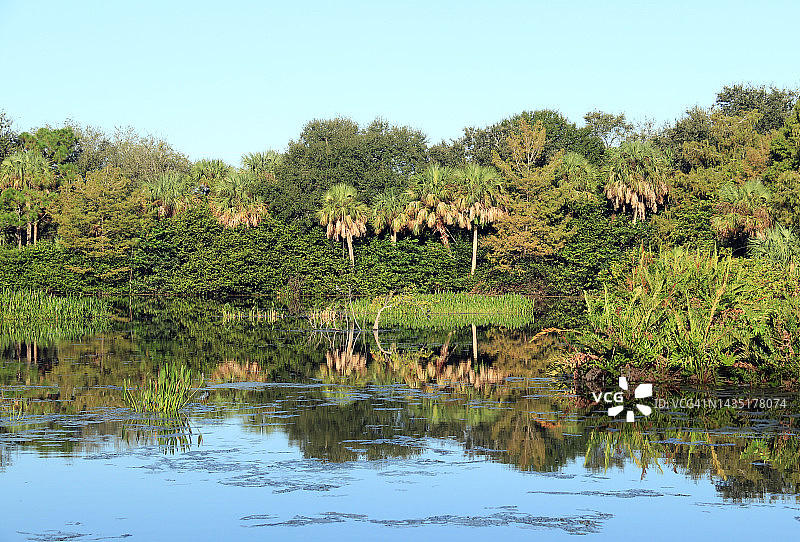 佛罗里达湿地：水中倒映的热带树木和植被图片素材