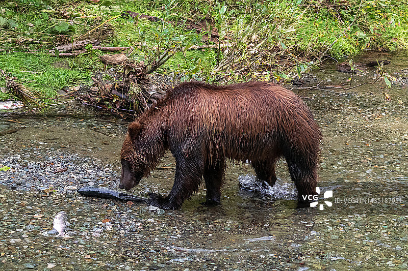 灰熊捕猎鲑鱼图片素材