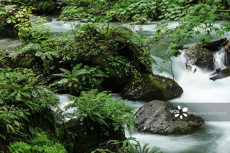 奥入濑川中长满蕨类植物和苔藓的小岛图片素材