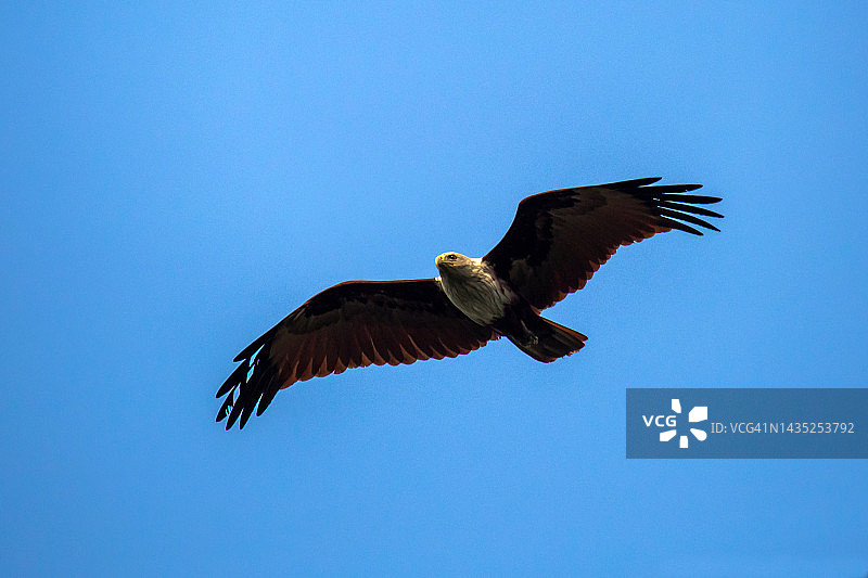栗鸢（Haliastur indus）图片素材
