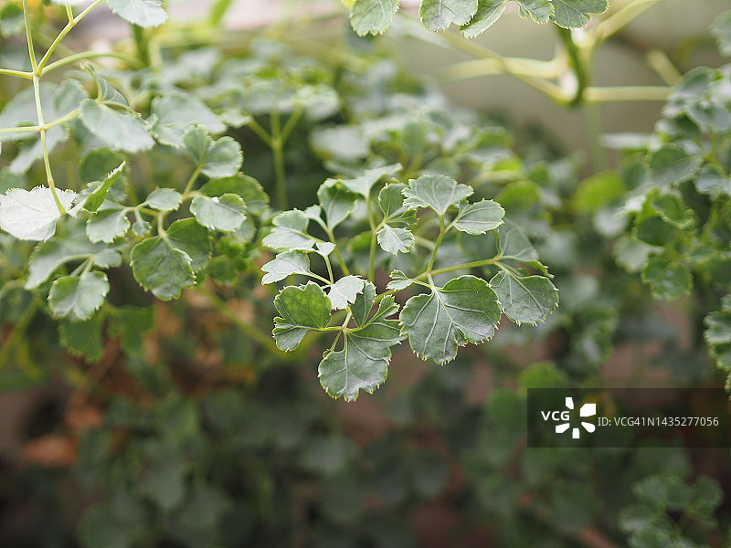 绿叶南洋森图片素材