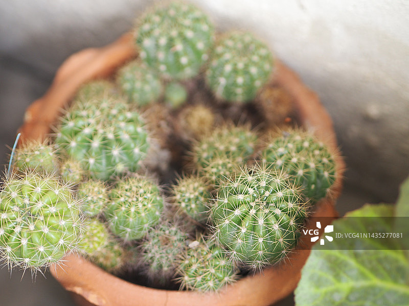 秘鲁天轮柱仙人掌图片素材