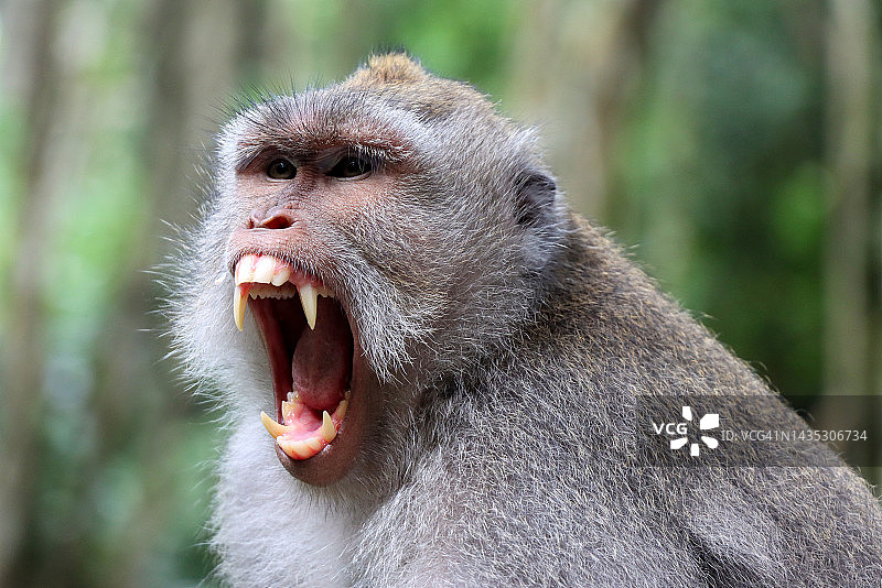 长尾猕猴，圣猴森林保护区，巴厘岛乌布图片素材