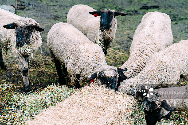 美国科罗拉多州小镇家庭牧场上一群快乐的绵羊在新干草捆上吃草特写图片素材